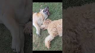 Mouthy Dogs dogsplaying goldendoodle [upl. by Hernando367]