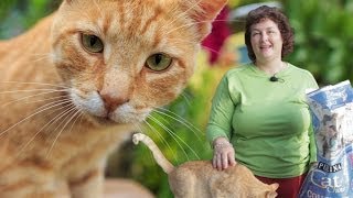 Deworming Cats Naturally Prevent Roundworms amp Tapeworms in Cats [upl. by Jamil816]