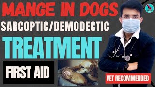 Mange Treatment In Dogs  Demodectic Mange Sarcoptic Mange  First Aid इलाज  Serious Problem 😭 [upl. by Nosahc]