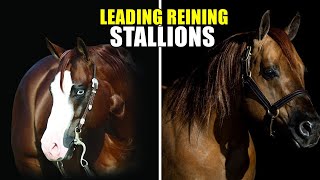 TOP 10 REINING BREEDING LEGENDS horses reining reininghorse [upl. by Ellenwahs462]