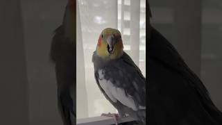 Yum’s Hawk Scream Made Less Intimidating by a Feather Floof cockatiel parrot bird [upl. by Eener]