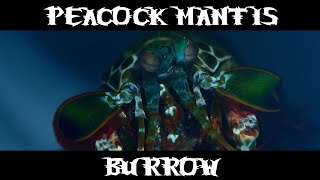 Peacock Mantis Burrow [upl. by Eniarda253]