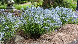 Common Amsonia Types and Varieties to Try  Walters Gardens [upl. by Verda]