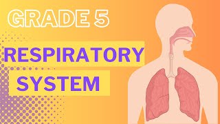 Respiratory System [upl. by Yawnoc]