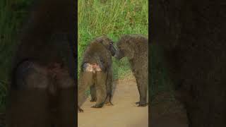 Family of Baboons with Baby [upl. by Mercier]