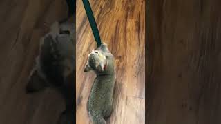 Cute Cat Playing with Fishing Toy  Cat Kicker Fish Toy [upl. by Rexanna577]