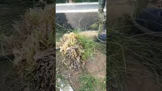 Pennisetum Grass Cutting viralvideo youtubeshorts youtube foryou shorts youtube subscribe [upl. by Eocsor833]