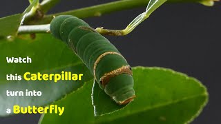 Watch this Caterpillar Turn Into A Butterfly  Papilio Demoleus  Metamorphosis  Lime swallowtail [upl. by Nimsaj343]