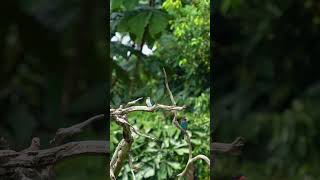 Oriental Dollarbird 三宝鸟 Vol 02  Ulu Pandan Canal sony200600 wildlifephotography sonysingapore [upl. by Hieronymus407]