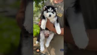 Siberian husky blue eyes most popular breed Husky blue eyes and woolly coat puppy Available dog [upl. by Tace]