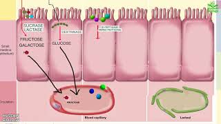 Digestion and Absorption of Carbohydrates  Proteins and Fats [upl. by Netsirc]