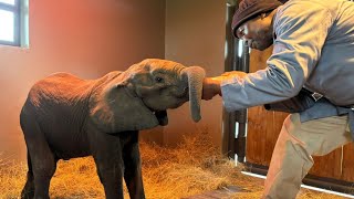 This is the Story of Phabeni the New Baby Elephant Orphan at HERD [upl. by Yentrok117]