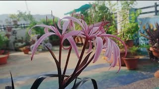 134purple Crinum Lilyred bog lilycare and propagation crinumlilyredlilycarepropagation [upl. by Osnofedli]