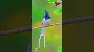 Bird capturing fish🕊️🐦bird birdslover birdsounds [upl. by Ihn]