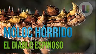 El diablo espinoso Moloch horridus  ¿Bebe a través de su cuerpo [upl. by Flavio]