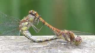 Dragonflies mating at Saltholme RSPB I [upl. by Dlanar975]