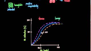 OxygenHemoglobin Dissociation Curve [upl. by Langille]