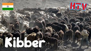 Spiti Kibberwith the Herd [upl. by Sanfred365]