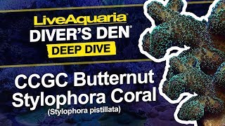 LiveAquaria® Diver’s Den® Deep Dive CCGC Butternut Stylophora Coral Stylophora pistillata [upl. by Bilbe]