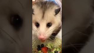 Opossum Virginia opossum Large american opossums Guianan Opossum [upl. by Nasus]