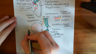 Synchronous and Asynchronous Neurotransmitter Release Part 2 [upl. by Rurik]