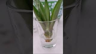 Foxtail Agave Agave Attenuata Propagation by Leaf  Stem Cuttings in Soil and Water for 24 Days [upl. by Huebner901]