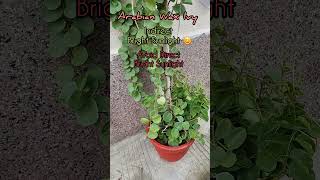 Arabian Wax Ivy Plant Carecissus Rotundifolia propagation tips aadishkiduniya shorts arabianwax [upl. by Notlil]