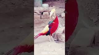 Golden Pheasant  Beautiful Pheasant  Colorful Bird birds shorts [upl. by Mcmullan]