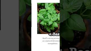 Natural mosquito repellent plants agriculture shorts mosquitorepellent plants [upl. by Engracia365]