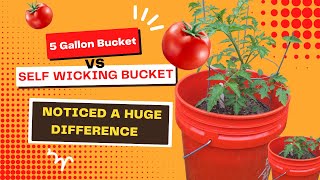 Tomato Container Gardening Self Wicking Bucket vs 5 Gallon Bucket [upl. by Cahra957]