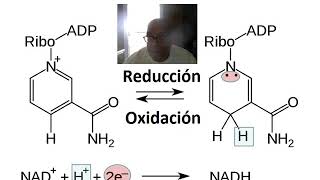 METABOLISMO DE CARBOHIDRATOS [upl. by Isadora850]