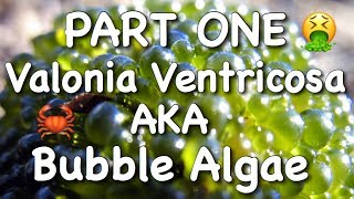 Valonia Ventricosa AKA Bubble Algae  Part One [upl. by Deina75]