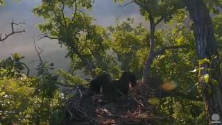 Decorah Eagles North Nest DN1 Fledged 07 09 2016 [upl. by Dej]