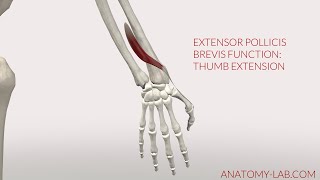 Extensor Pollicis Brevis Function 3D Anatomy [upl. by Jobye763]