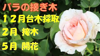 バラの接ぎ木は、半年で花が咲きます [upl. by Neetsirk]