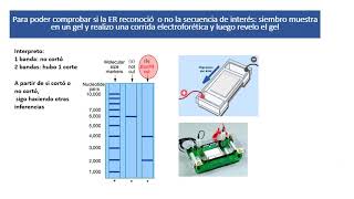 Técnicas de Biología Molecular introducción [upl. by Eniamert]