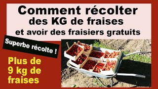 Comment planter cultiver et récolter plus de 1 kg de fraises par m² et plants de fraisiers gratuits [upl. by Parthen]