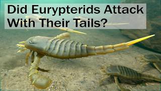 Did Eurypterids Attack With Their Tails [upl. by Submuloc]