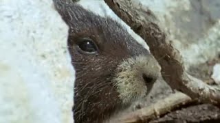 Waking up from Hibernation  Animals The Inside Story  BBC Earth [upl. by Asaeret]