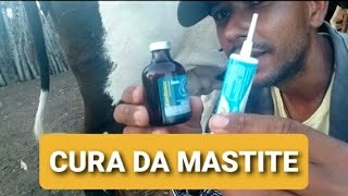 como curar a Mastite em vaca leiteira2024 indico medicamentos e ensino os cuidados nesse vídeo [upl. by Rainger795]