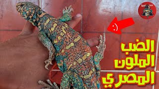 تربية الضب الملون السيناوي، how to keep an ornate uromastyx [upl. by Areip]