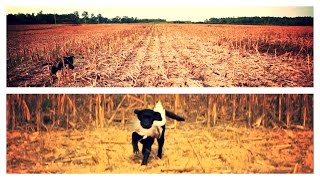 Palmetto Gun Dogs  Bugsy  Black Labrador Retriever  Field Trials [upl. by Carrew29]