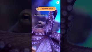 Octopus Facts shorts facts octopus [upl. by Carolynn]