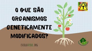 O QUE SÃO ORGANISMOS GENETICAMENTE MODIFICADOS 🧬 [upl. by Ahseram819]