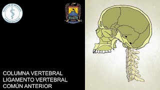 COLUMNA VERTEBRAL I LIGAMENTO VERTEBRAL COMÚN ANTERIOR [upl. by Ahsaeyt]