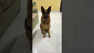 german shepherd dog barking  gsd dog barking  dog barking  puppy barking [upl. by Tennek]