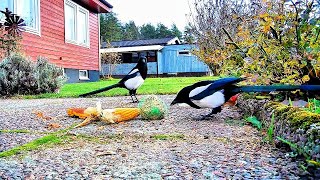 The Magpies amp samll birds eat in the yard 🩵🌿🍂 [upl. by Sontag221]