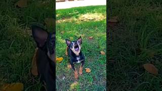 Pinscher Bravo🐶pinscher dog pinscherminiaturacachorro dog cão dogs pinscher pinscherbravo [upl. by Eizdnil]