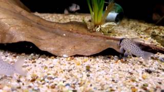 Corydoras atropersonatus wild bij Aquarium Speciaalzaak Utaka [upl. by Aleahc]