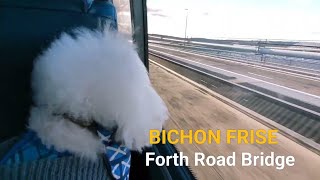 Bichon Frise  Travelling Over The Forth Road Bridge  November 2023 [upl. by Eiknarf]